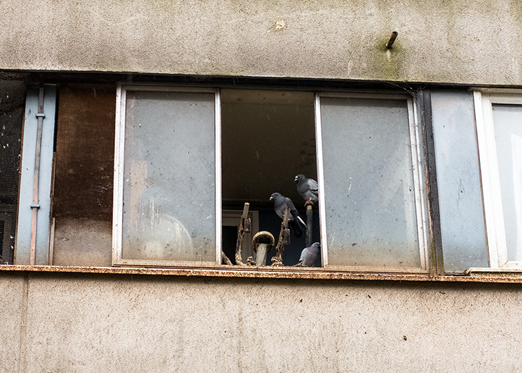 Pigeons in abandoned council flat, Golf Links Estate